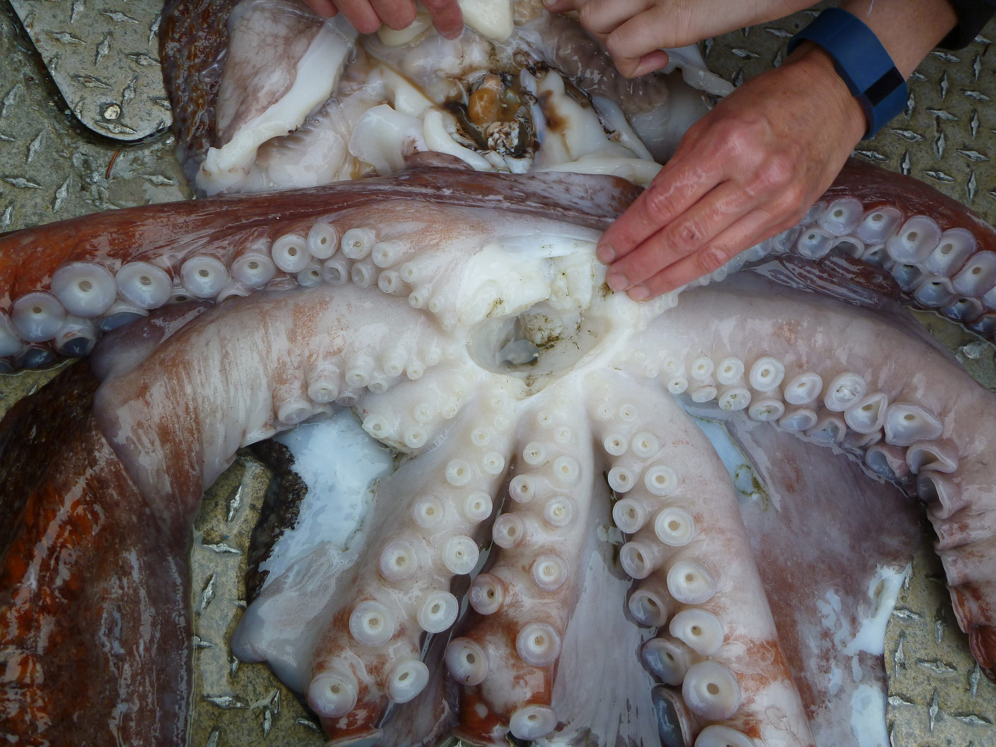 octopus mouth