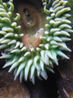 Giant green anemone with barnacle molts