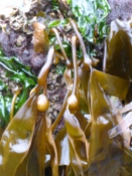 New bull kelp in intertidal zone