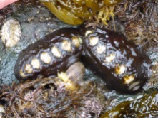 Leather chitons and channeled dogwinkle with egg capsules