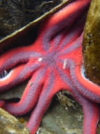 Striped sun star with commensal worm